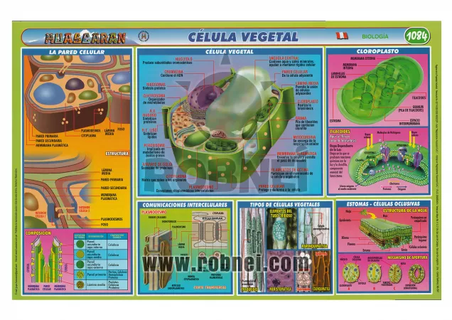 Celula Vegetal